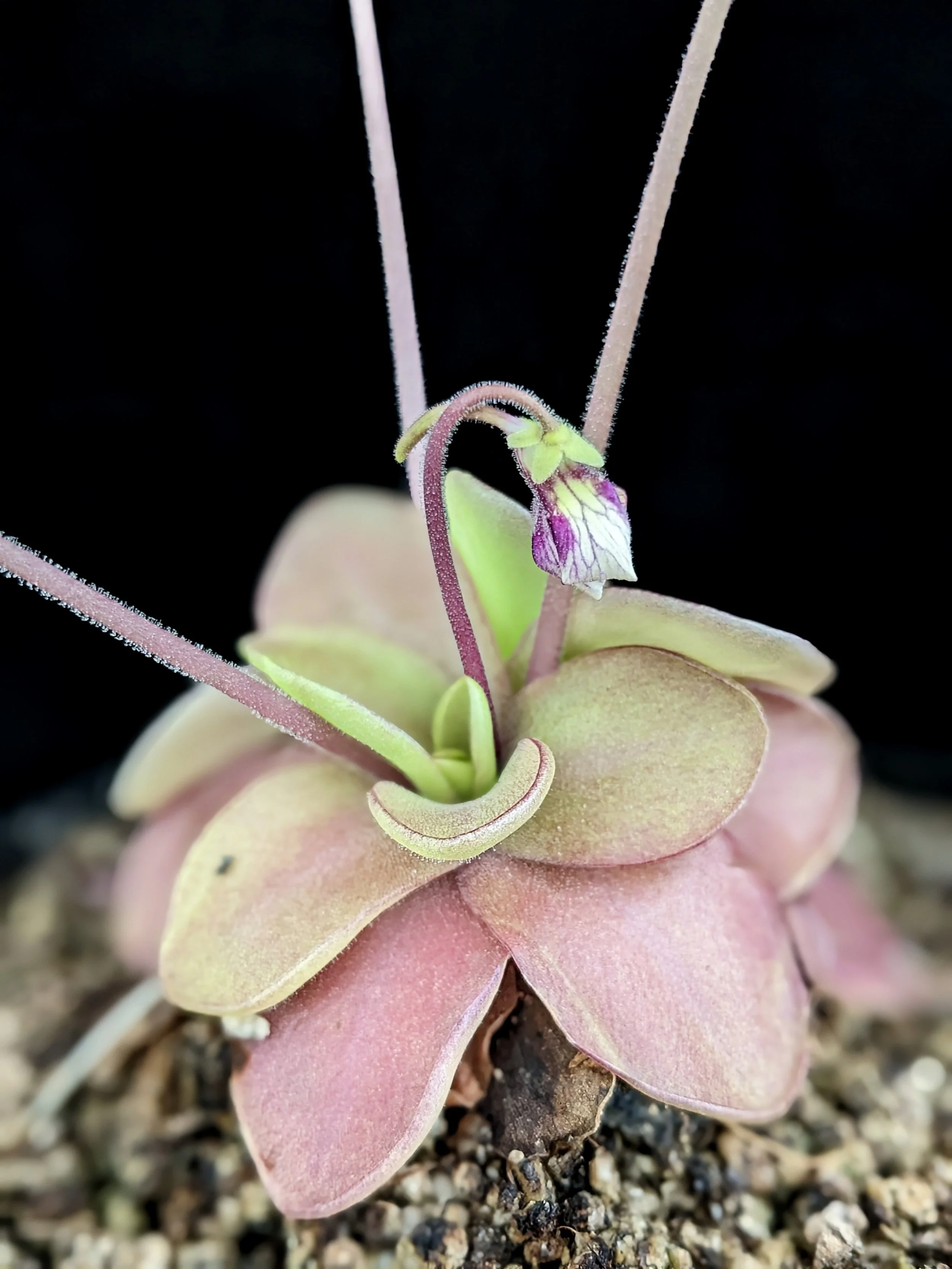 Pinguicula 'Razzberry Blonde' for Sale | Carnivorous